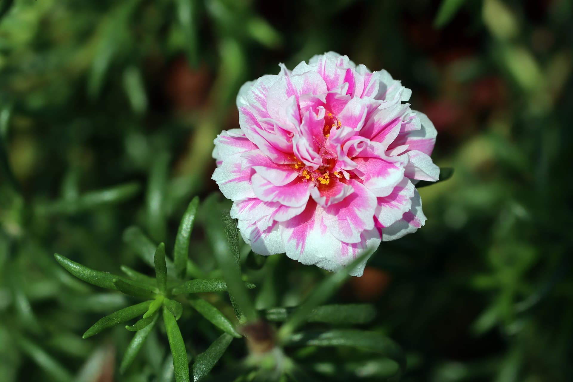 10 Different Types of Roses