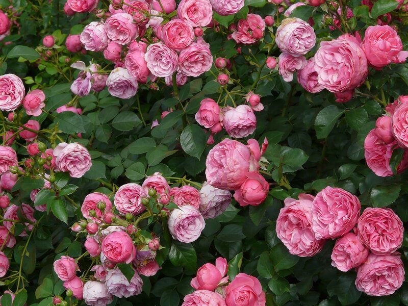 10 Different Types of Roses