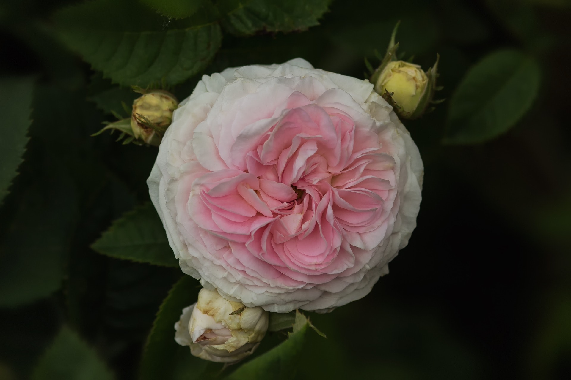 10 Different Types of Roses