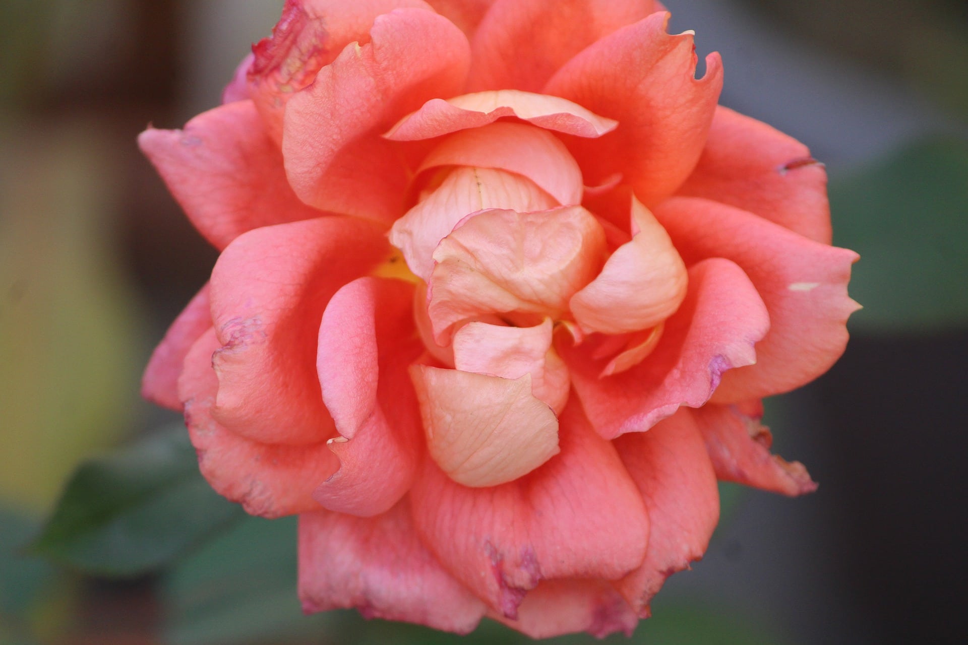 10 Different Types of Roses