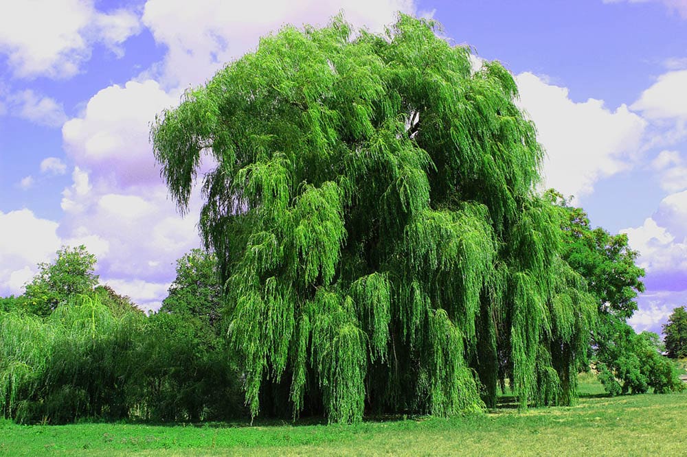 13 Different Types of Willow Trees