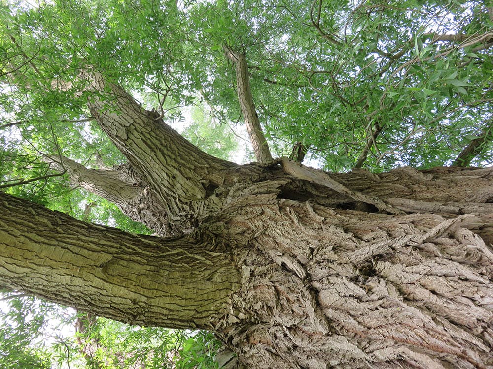 13 Different Types of Willow Trees