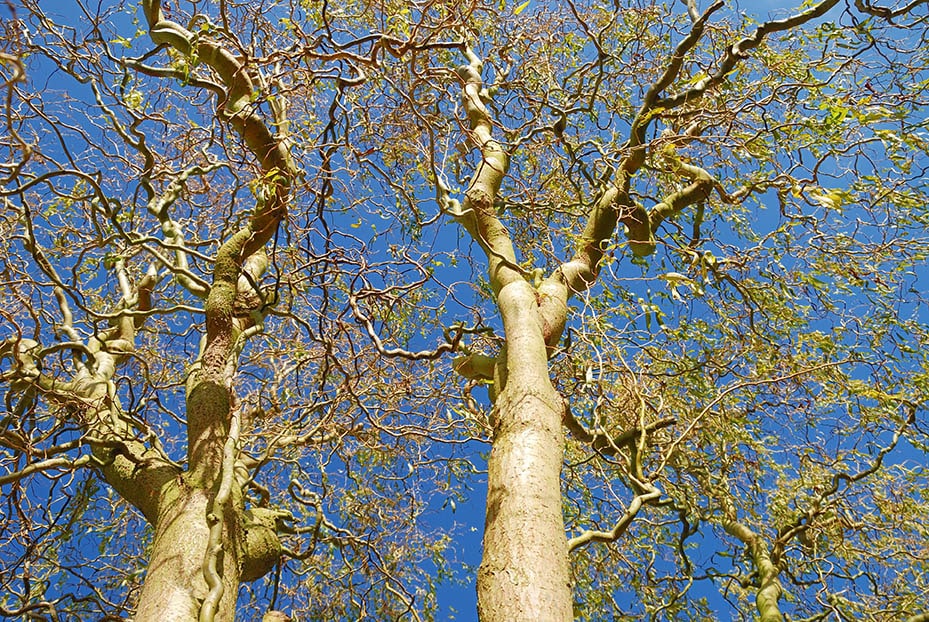 13 Different Types of Willow Trees
