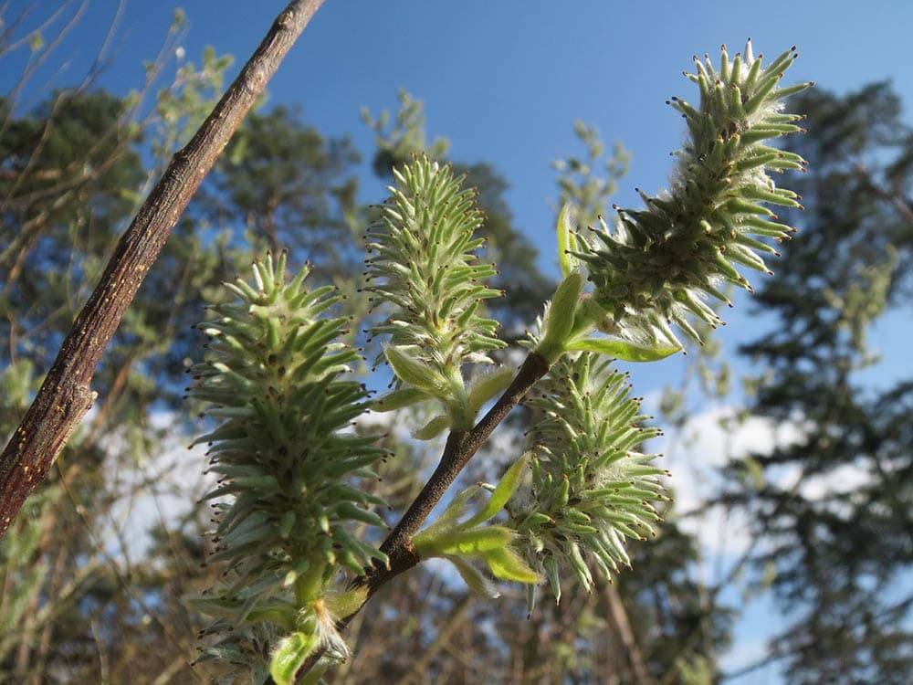 13 Different Types of Willow Trees