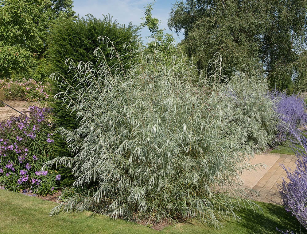 13 Different Types of Willow Trees