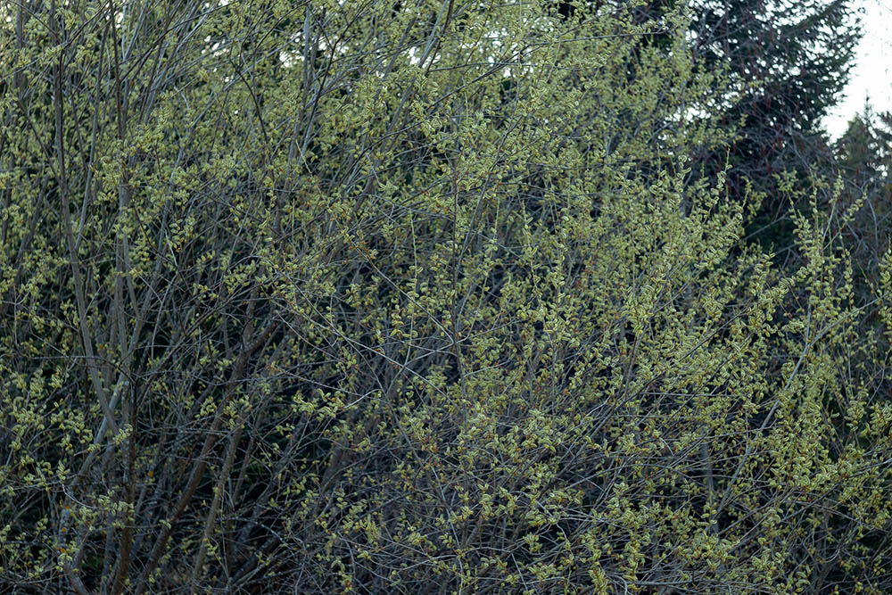 13 Different Types of Willow Trees