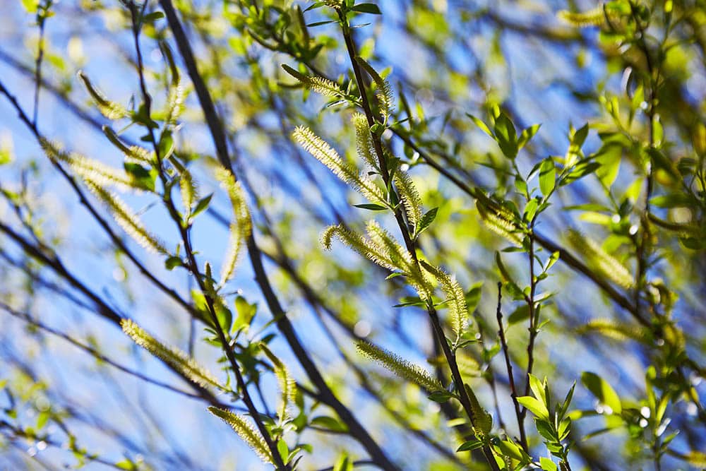 13 Different Types of Willow Trees