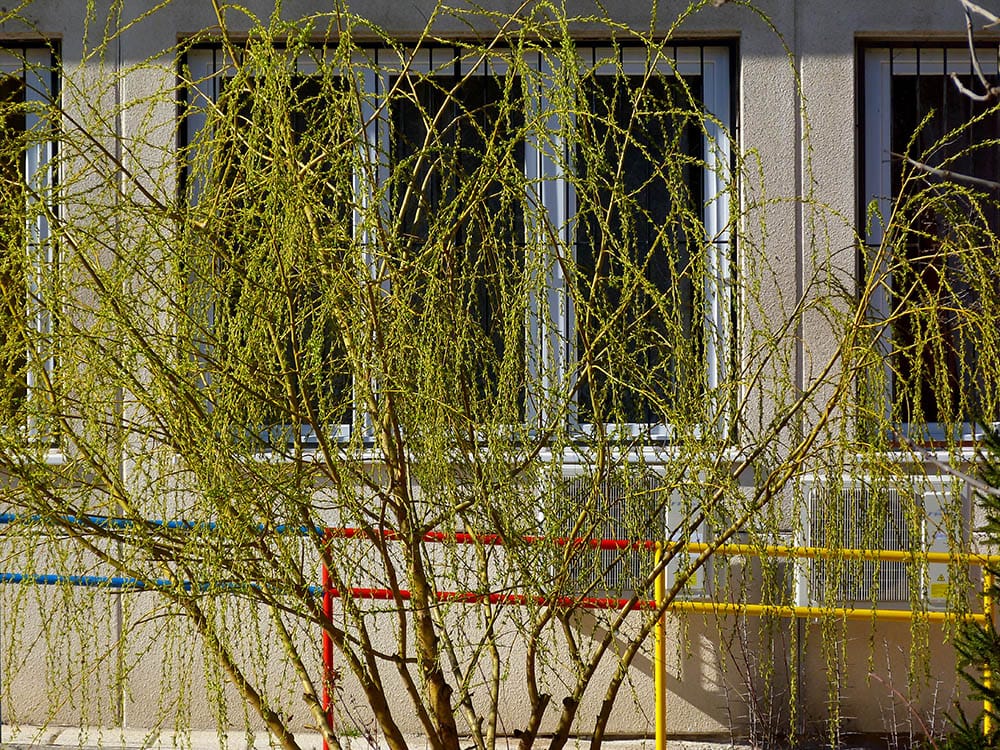 13 Different Types of Willow Trees