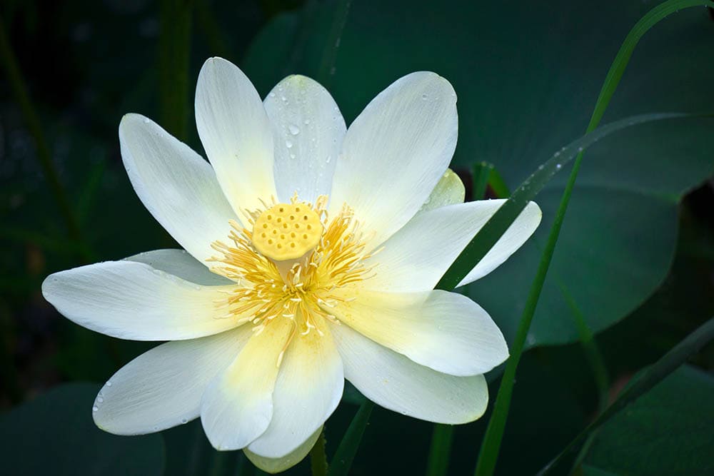 36 Different Types of Lotus Flowers