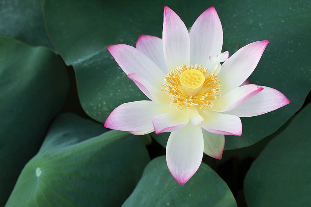 36 Different Types of Lotus Flowers