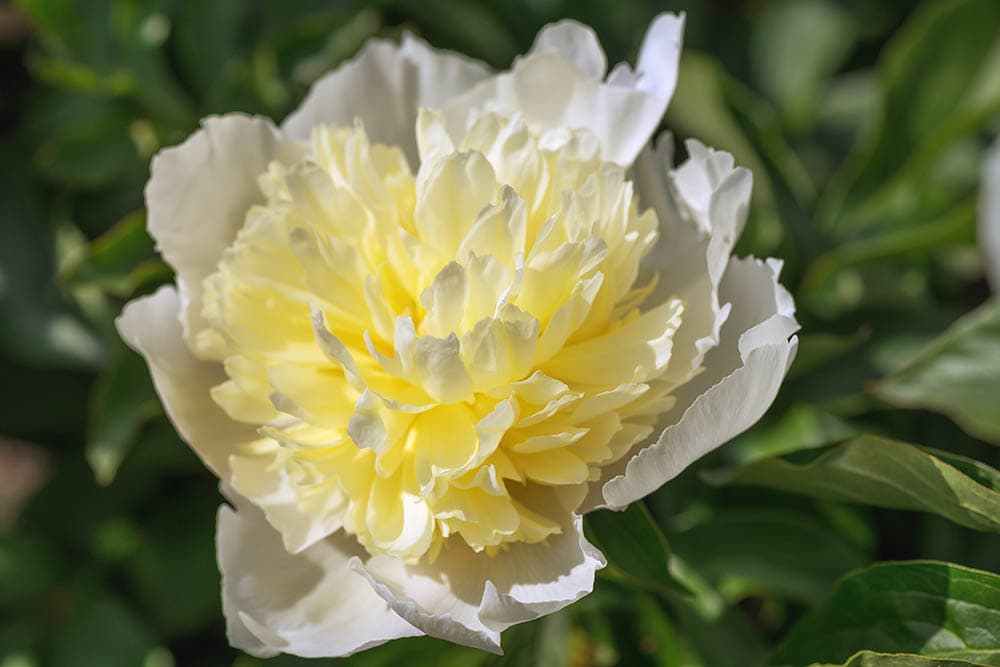 36 Different Types of Lotus Flowers