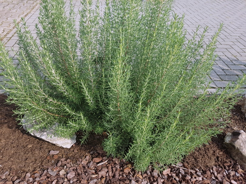 12 Different Types of Rosemary Plants