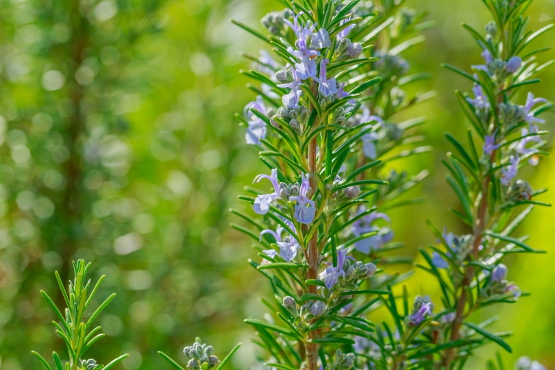12 Different Types of Rosemary Plants