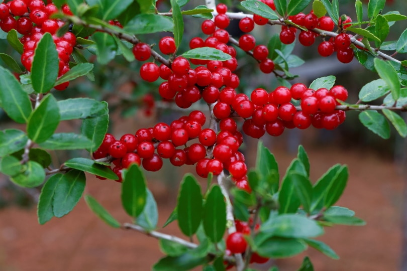 25 Different Types of Holly Trees (with Pictures)