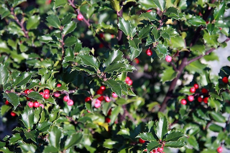 25 Different Types of Holly Trees (with Pictures)