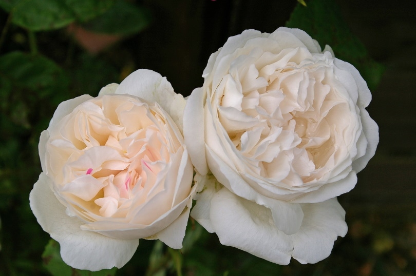 13 Types of White Roses (With Pictures)