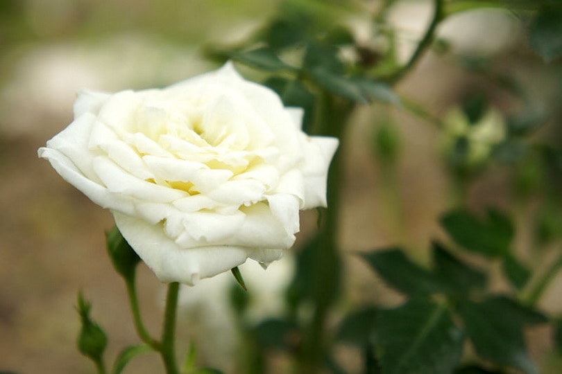 13 Types of White Roses (With Pictures)