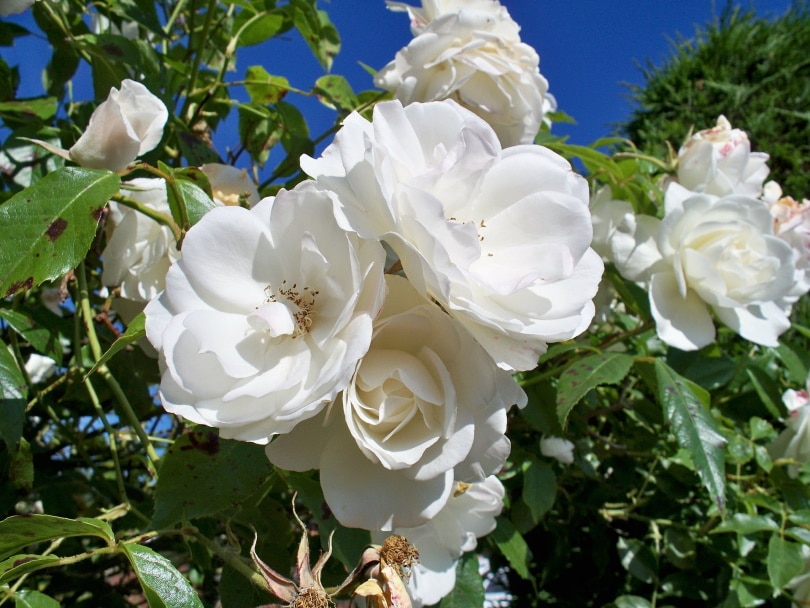 13 Types of White Roses (With Pictures)