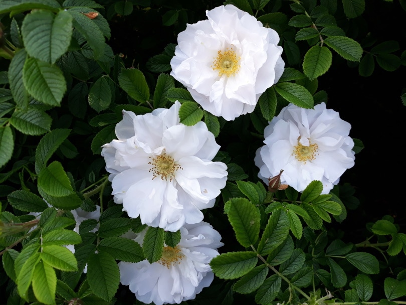 13 Types of White Roses (With Pictures)