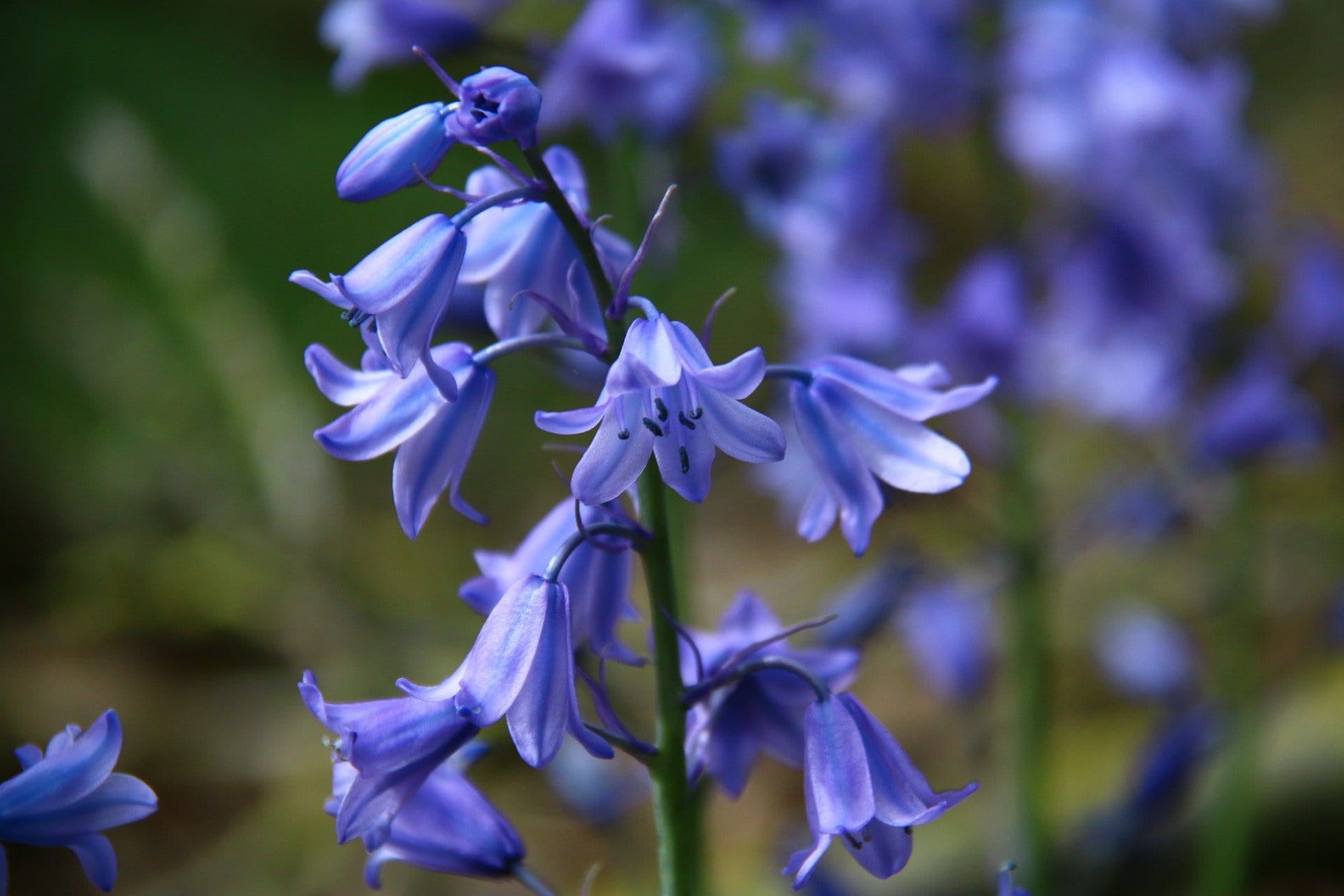 31 Types of Blue Flowers