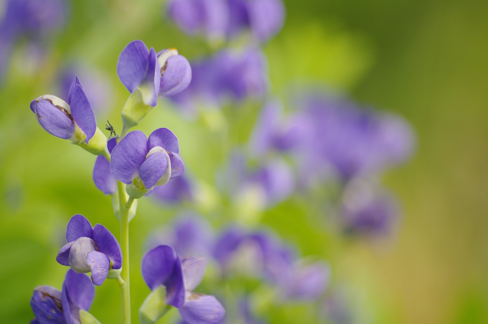 31 Types of Blue Flowers