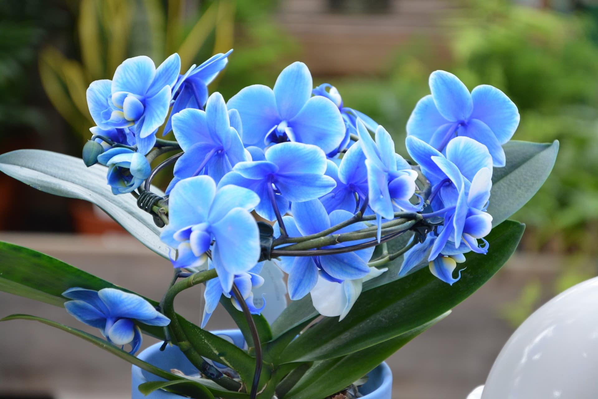31 Types of Blue Flowers