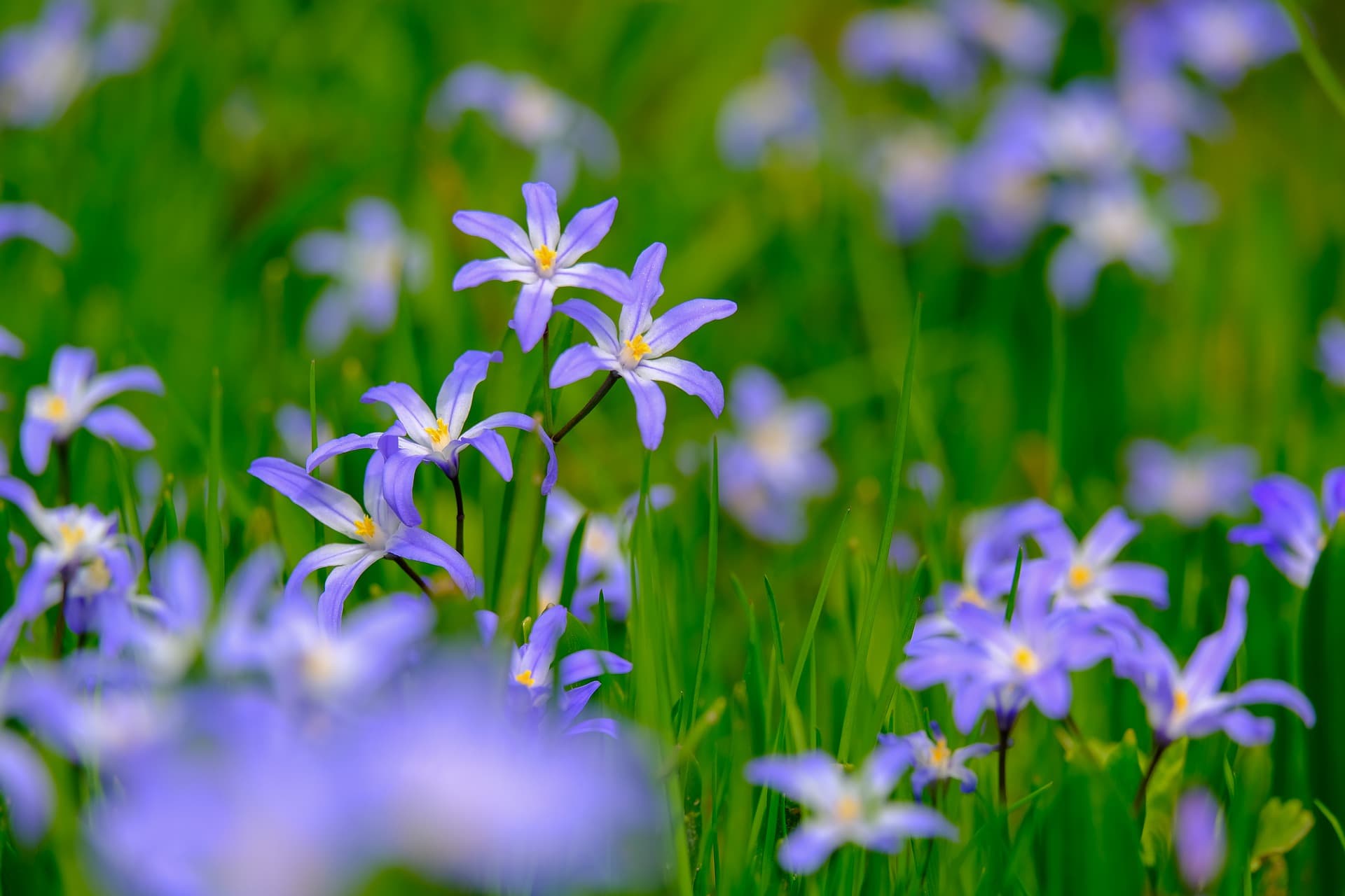 31 Types of Blue Flowers