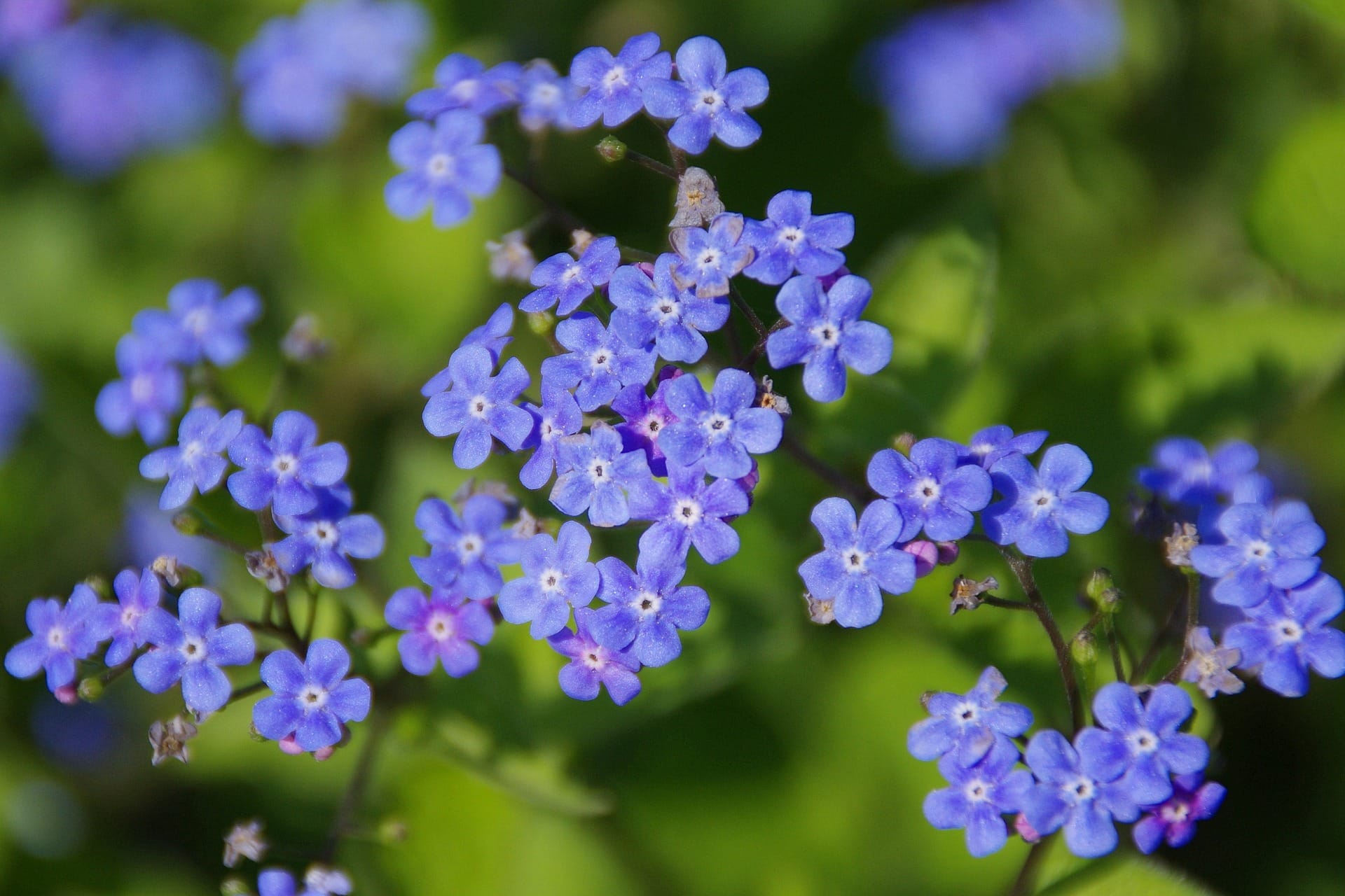 31 Types of Blue Flowers
