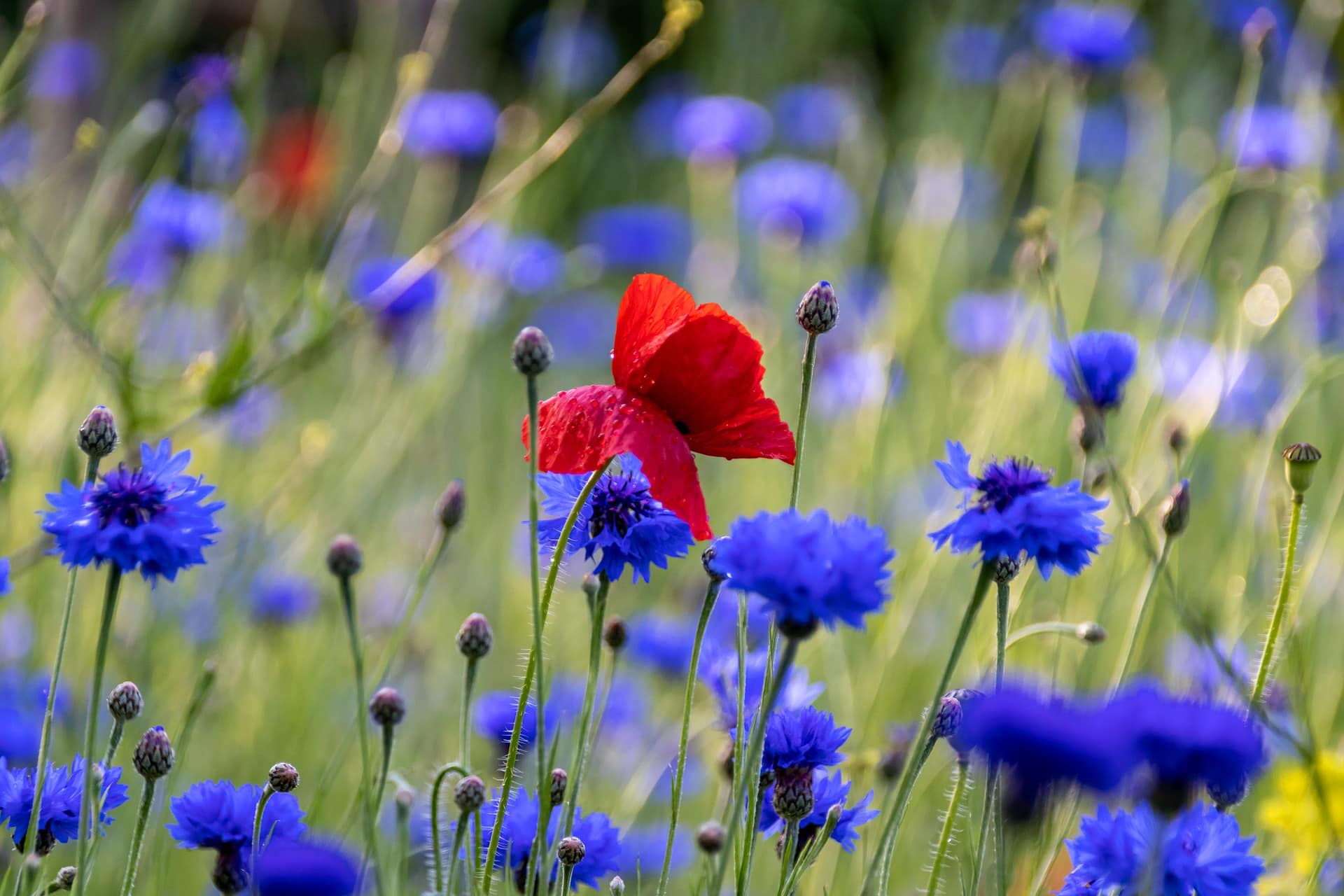 31 Types of Blue Flowers