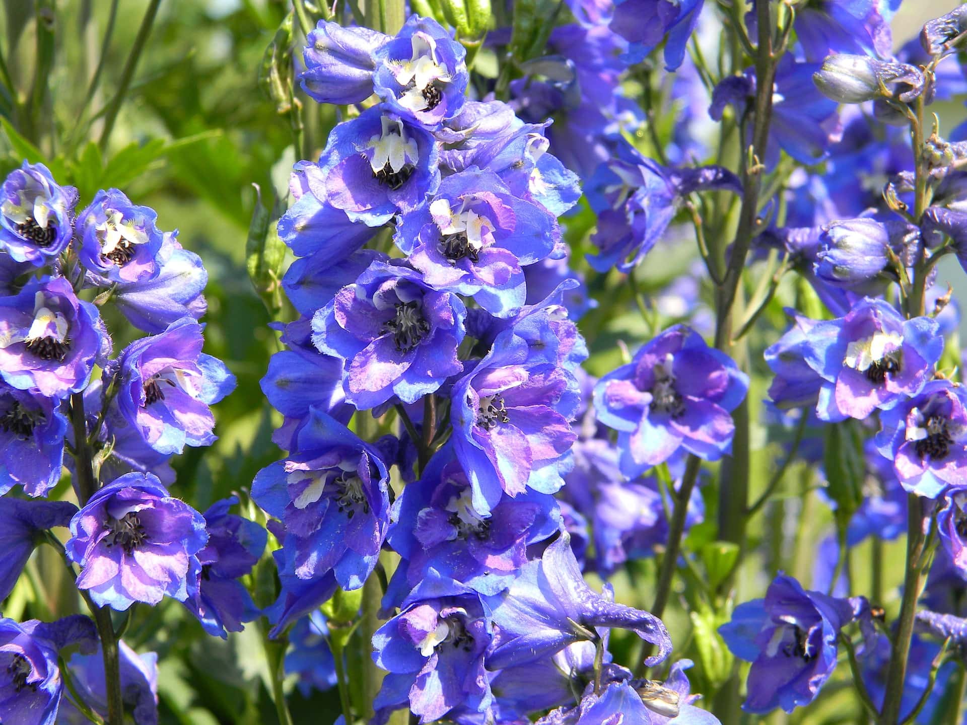 31 Types of Blue Flowers