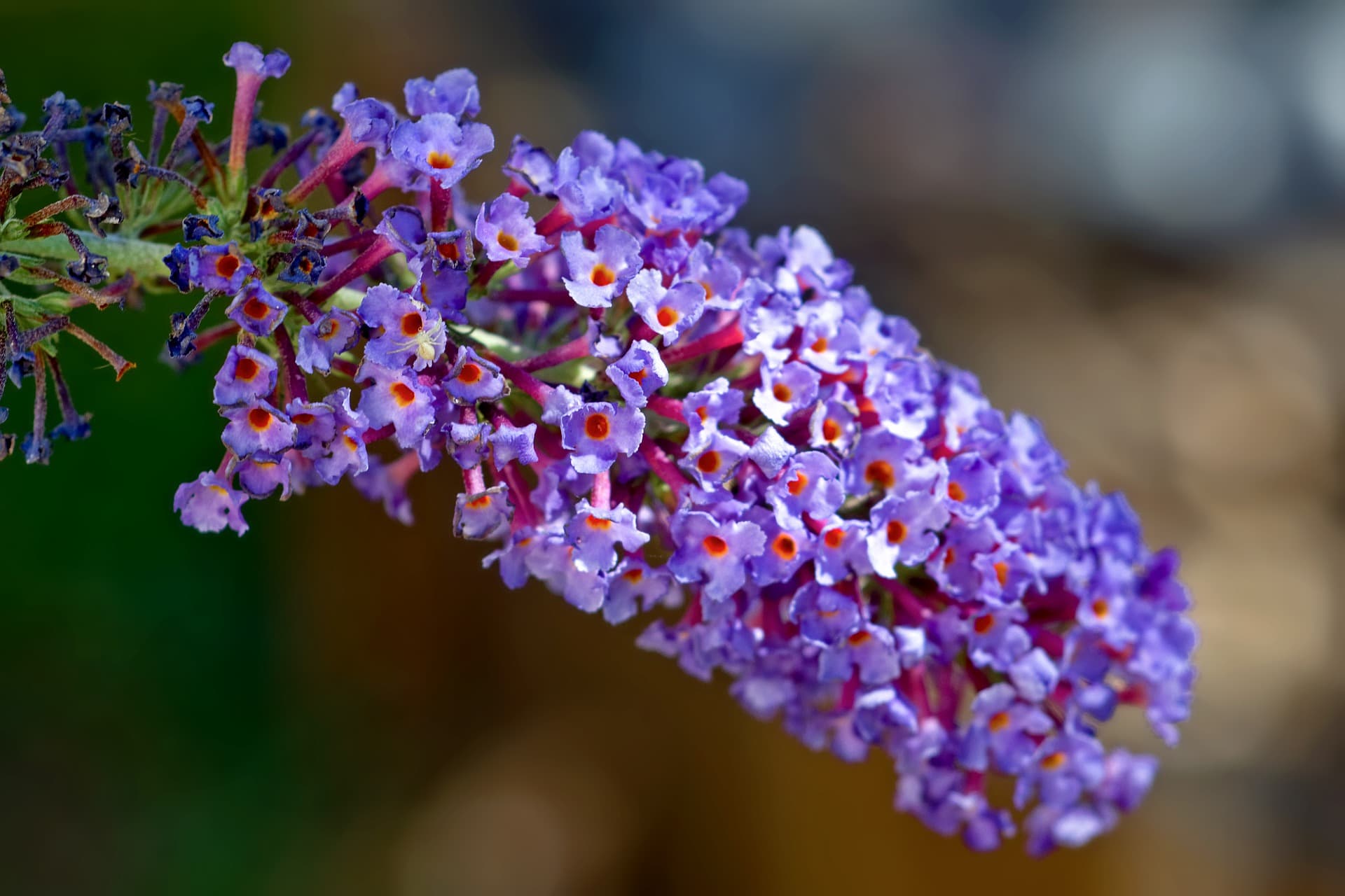 31 Types of Blue Flowers