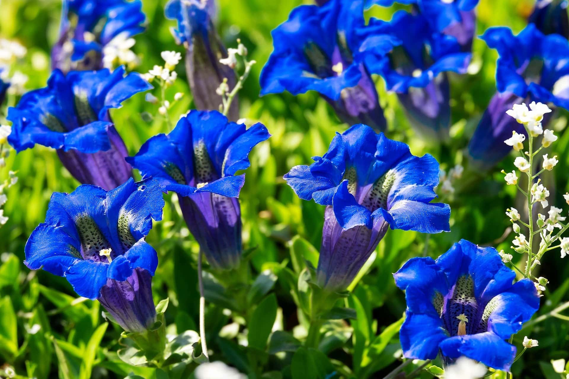 31 Types of Blue Flowers
