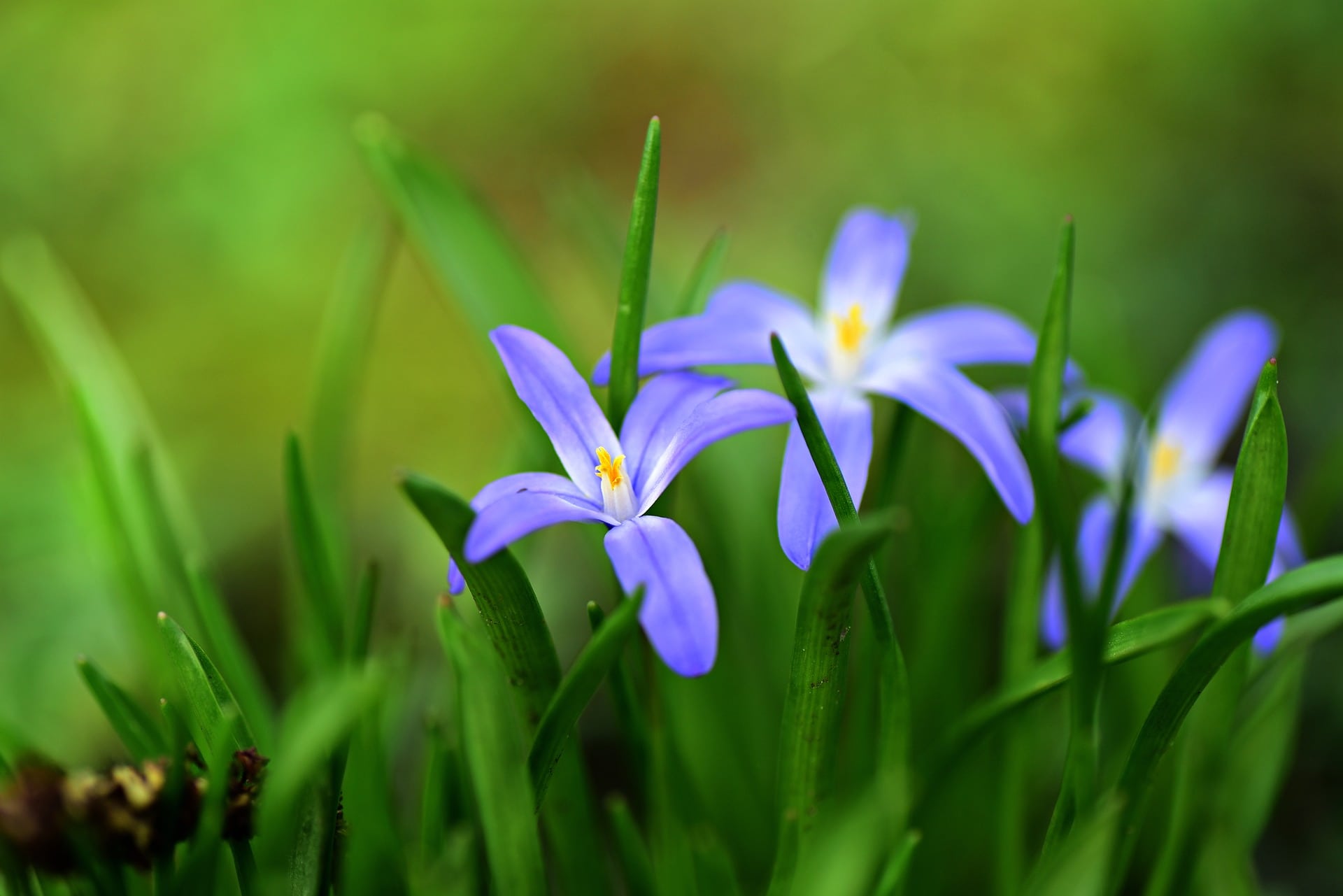31 Types of Blue Flowers