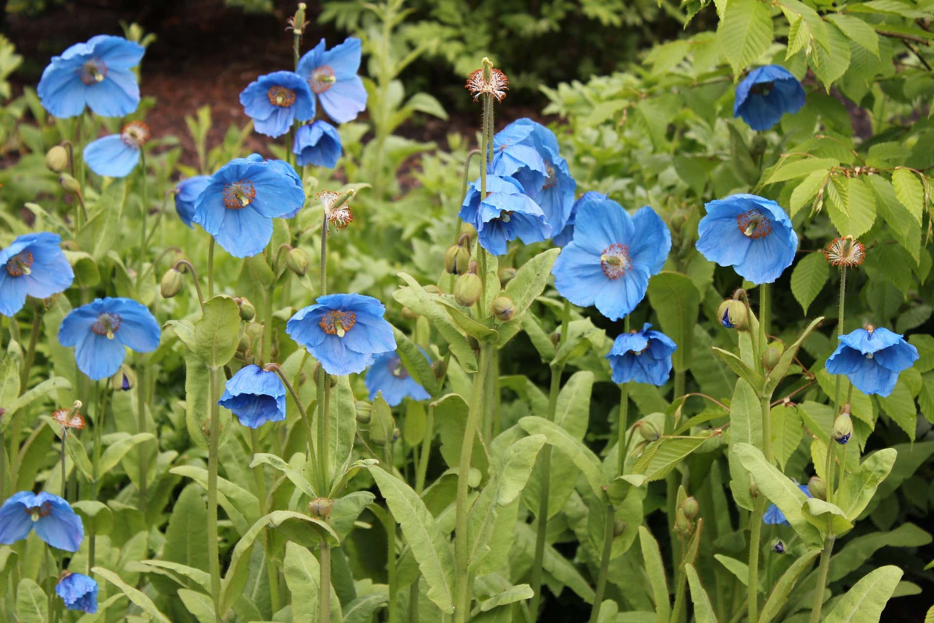 31 Types of Blue Flowers