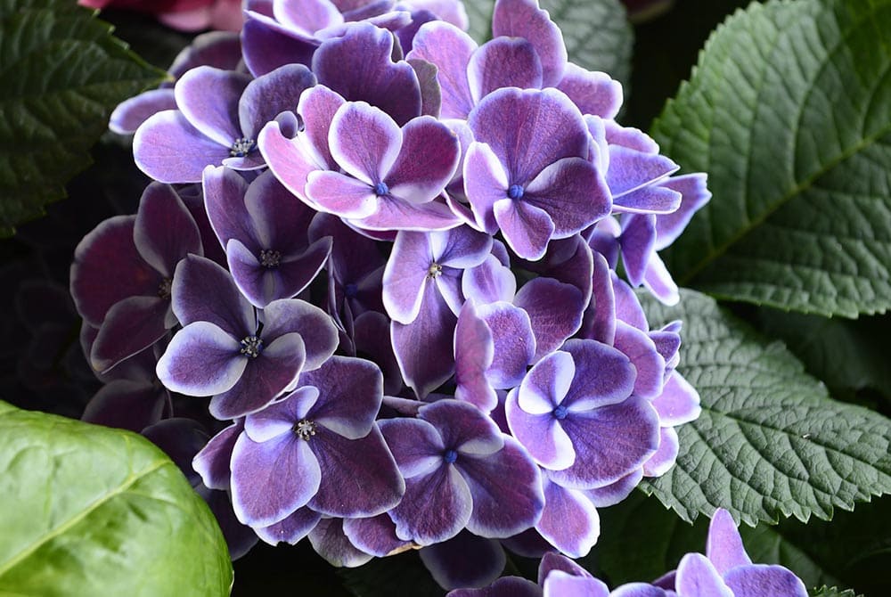 31 Types of Blue Flowers