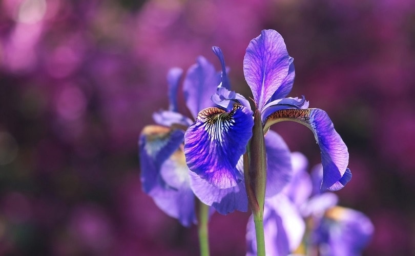 31 Types of Blue Flowers