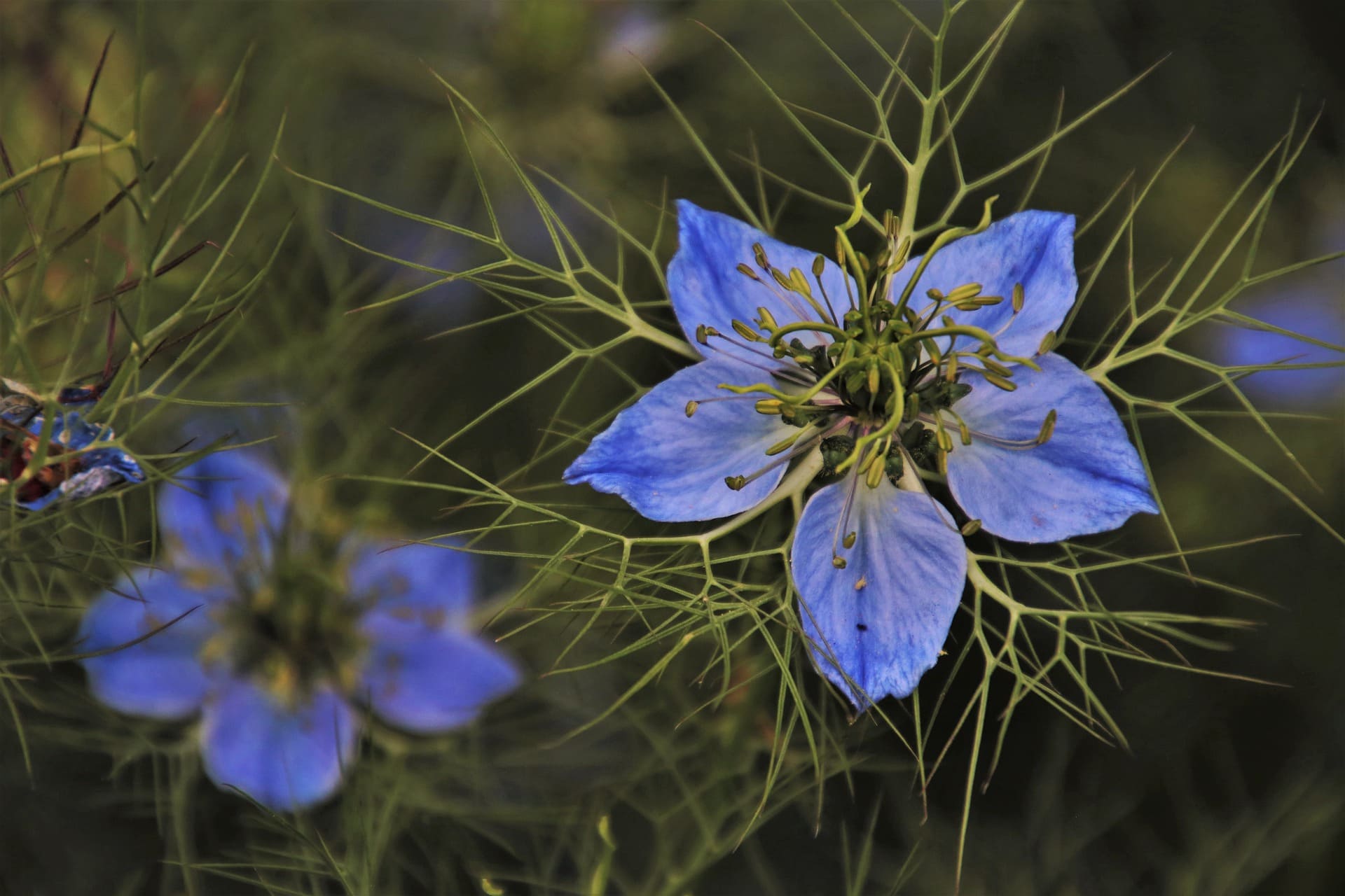 31 Types of Blue Flowers