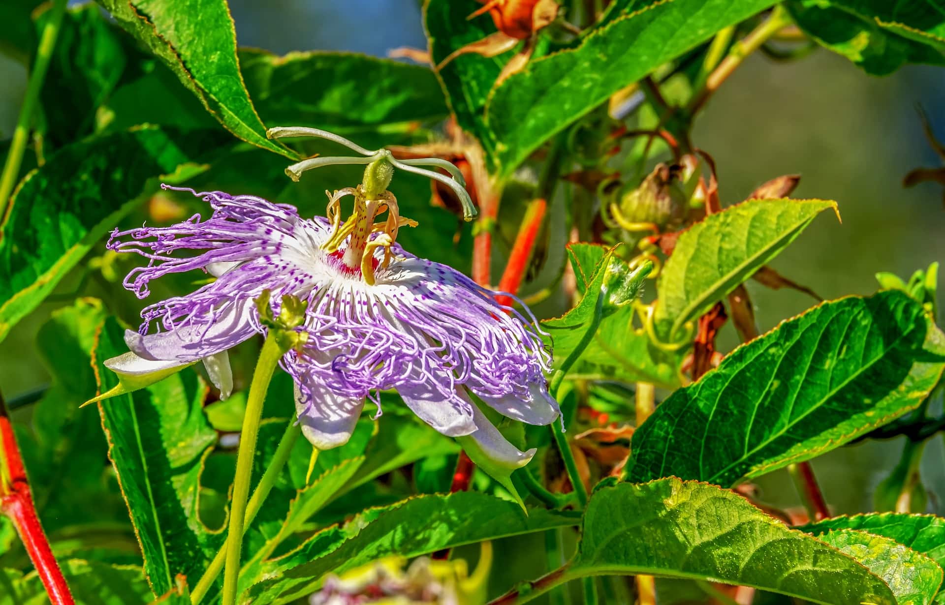 31 Types of Blue Flowers
