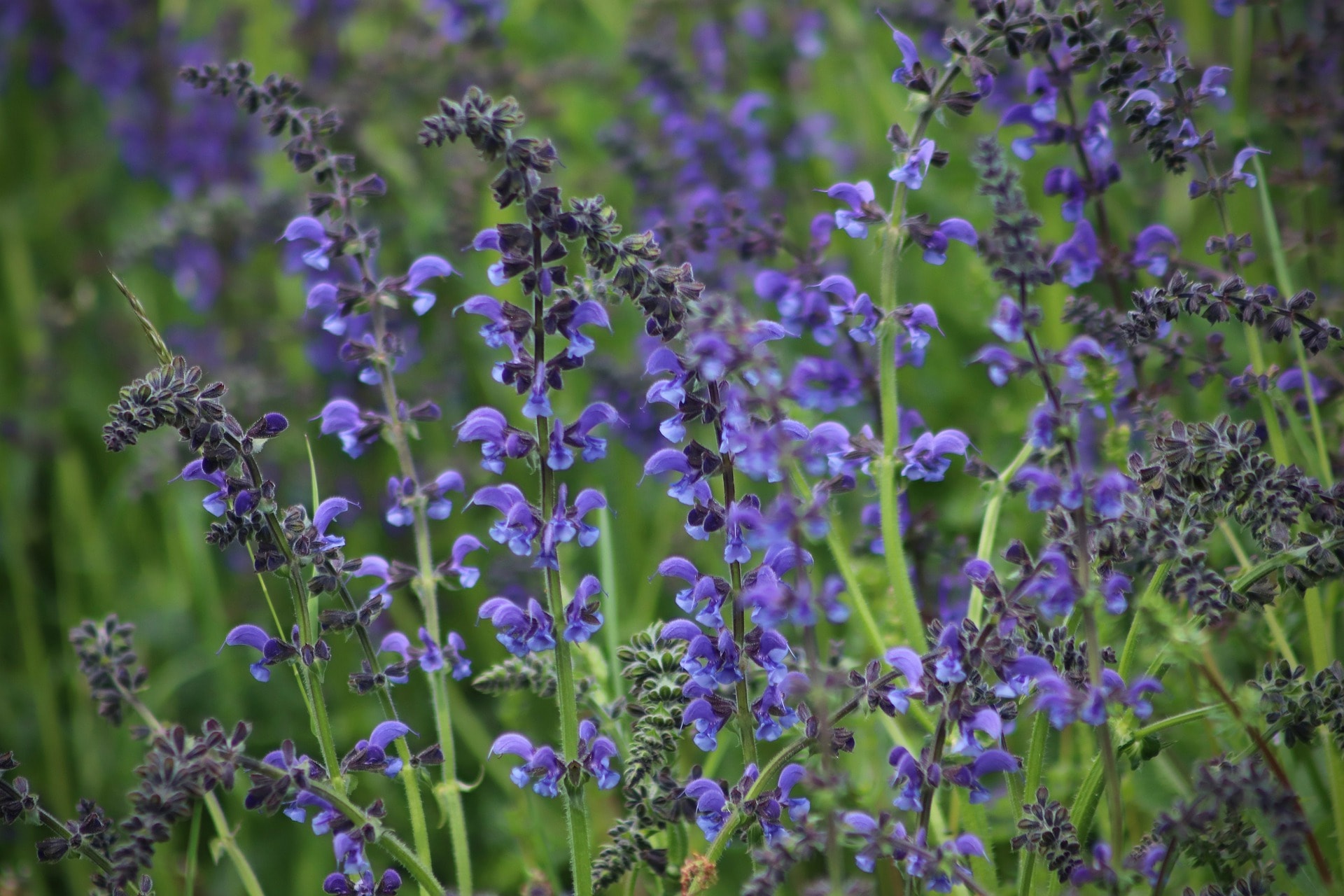 31 Types of Blue Flowers