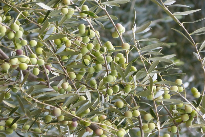 15 Different Types of Olive Trees