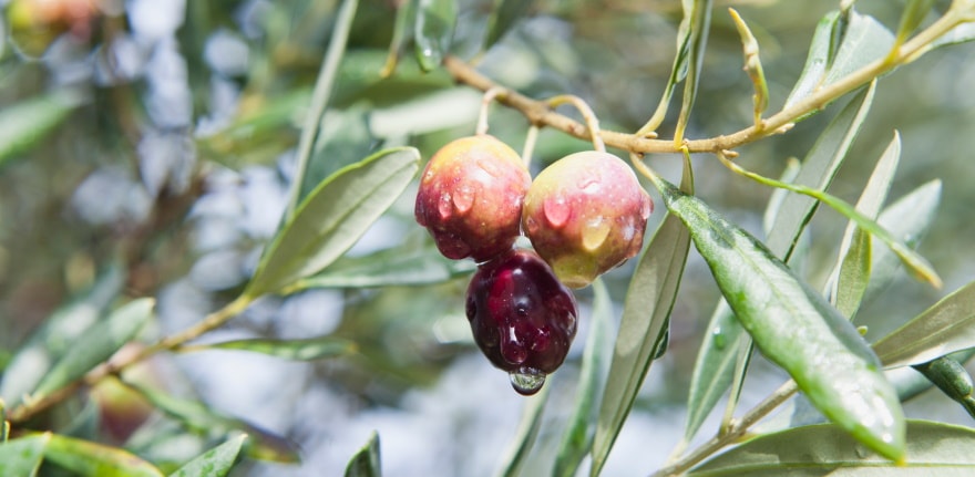 15 Different Types of Olive Trees