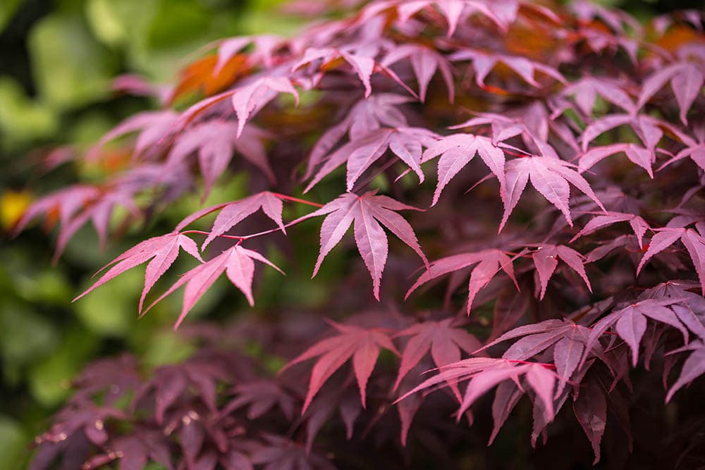 14 Types of Japanese Maple Trees that Stand Out from the Crowd