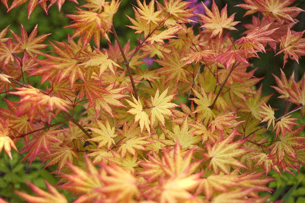 14 Types of Japanese Maple Trees that Stand Out from the Crowd