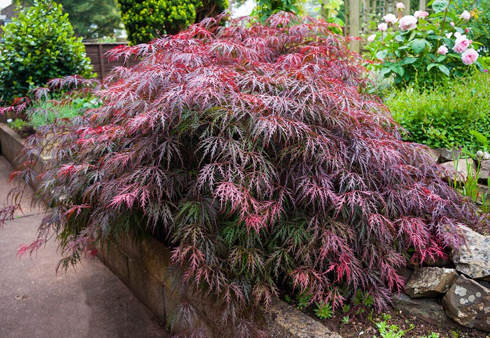14 Types of Japanese Maple Trees that Stand Out from the Crowd