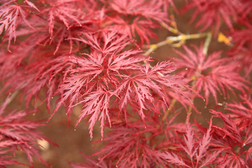14 Types of Japanese Maple Trees that Stand Out from the Crowd