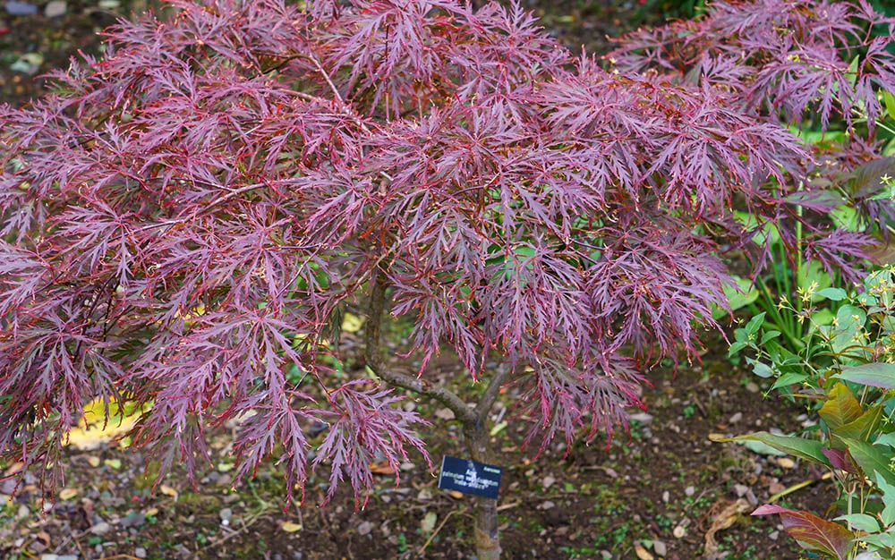 14 Types of Japanese Maple Trees that Stand Out from the Crowd