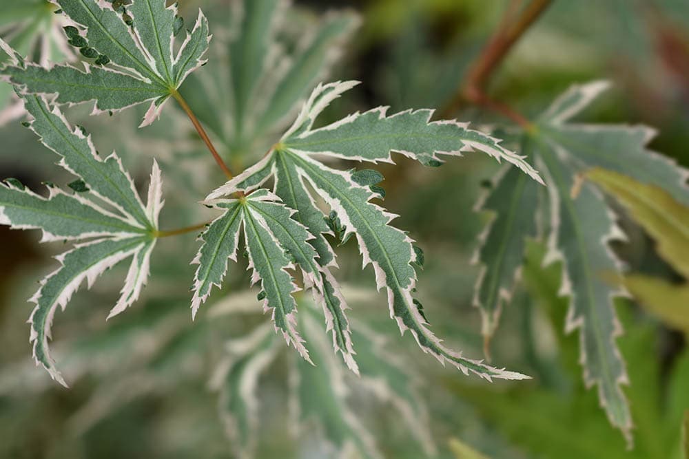 14 Types of Japanese Maple Trees that Stand Out from the Crowd