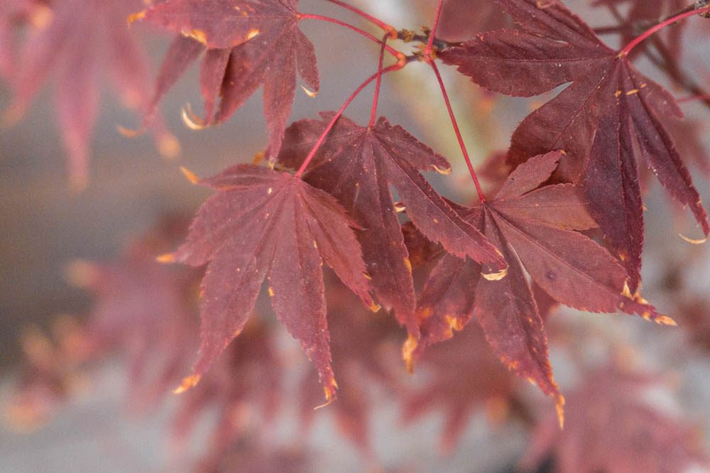 14 Types of Japanese Maple Trees that Stand Out from the Crowd