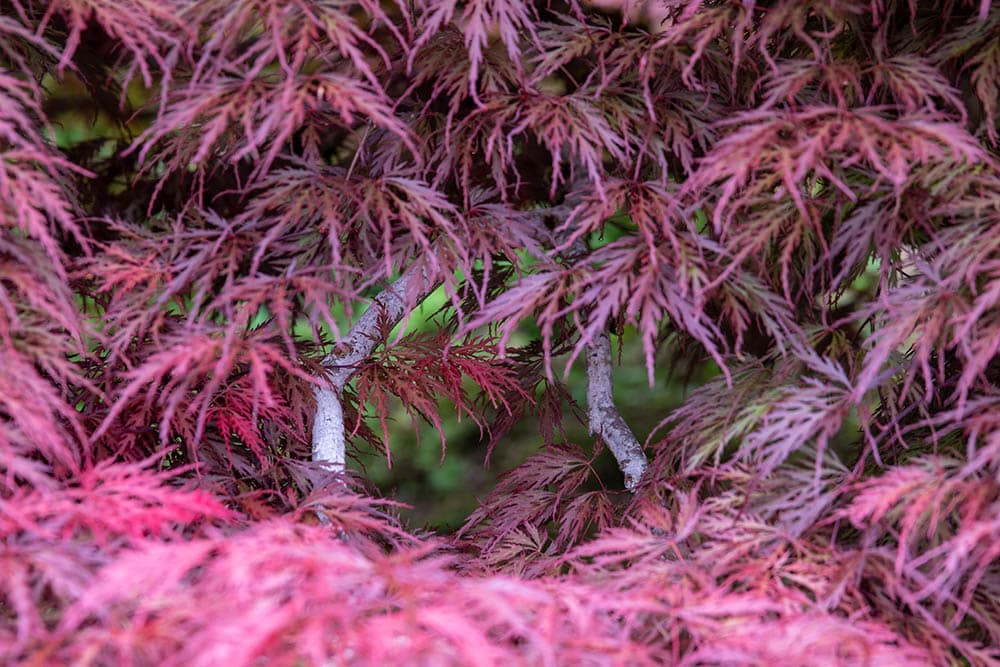 14 Types of Japanese Maple Trees that Stand Out from the Crowd