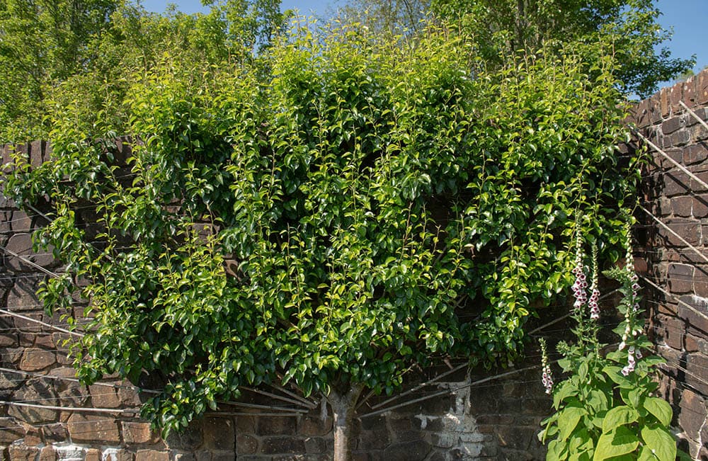 15 Types of Pear Trees (with Pictures)